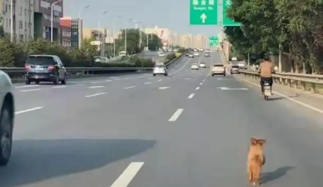 The dog ran in a fast-track traffic