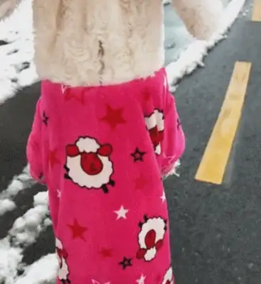 Dogs and masters go to the snowman, lose, and they don't want to go home