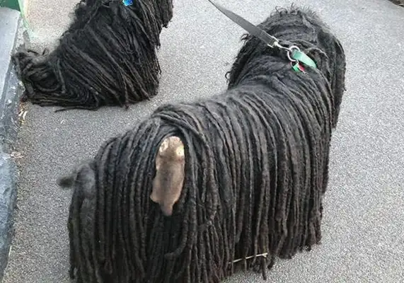 What's on his back