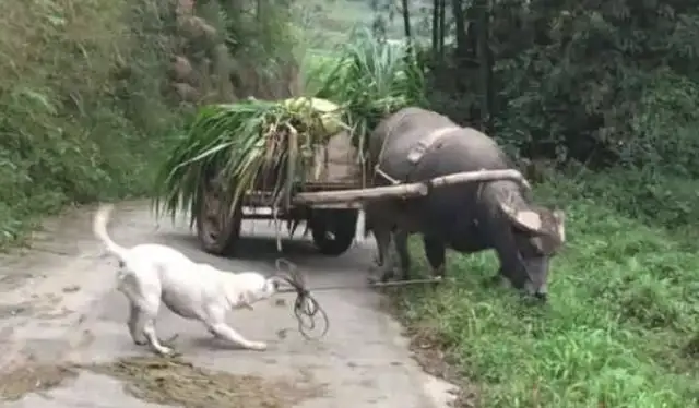 The old cow doesn't want to go home because of his cattle