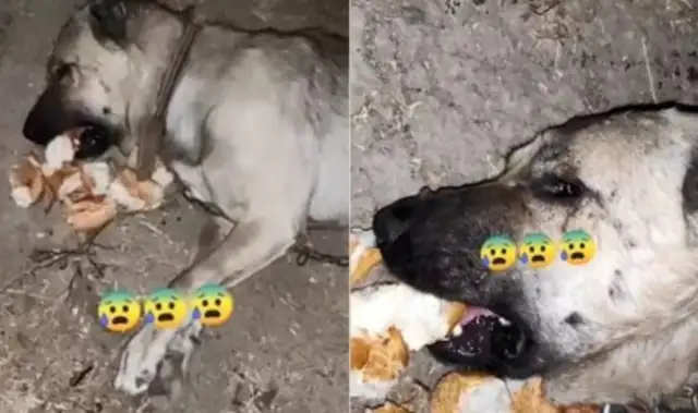 The dog's mouth was full of bread, and the master thought he was poisoned