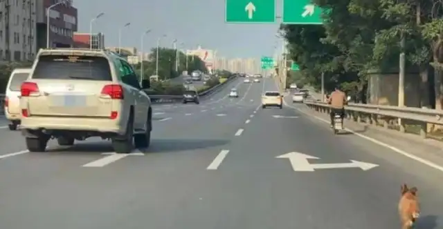 The dog ran in a fast-track traffic