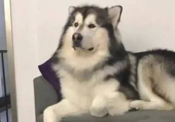 More than a hundred pounds of big dogs were yelled at by Chihuahuas, crying like little children, and the master cried and cried