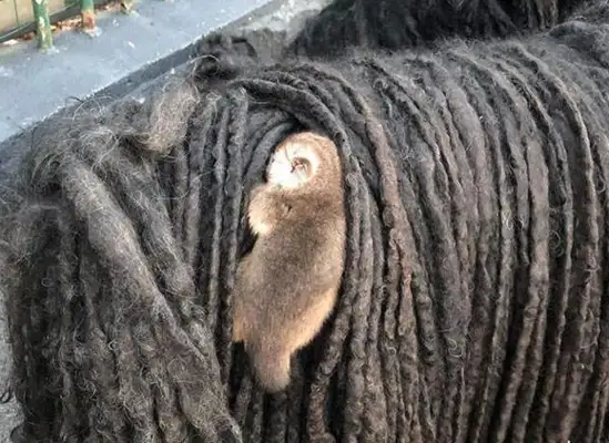 What's on his back