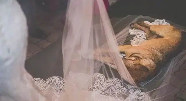 The bride's groom was so warm when the stray dog was expelled from the wedding scene