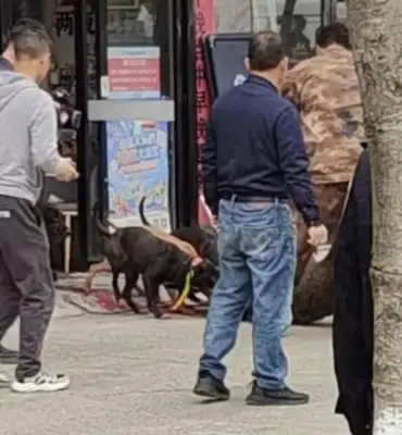 The boar stormed into the lottery and was subdued by five hounds: less than half an hour before the boar was bitten to death