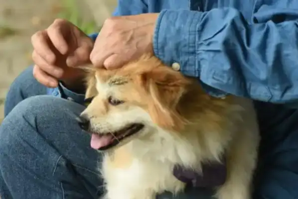 The dog's mouth was full of bread, and the master thought he was poisoned