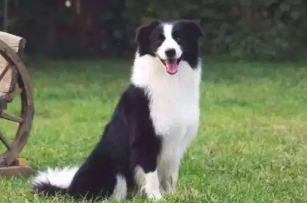 How do you know if the dog hates the master? There's four things to be noticed