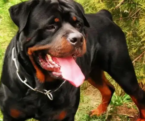 Zong media commented that the girl had been bitten: the owner of the Lovina dog must be brought to justice
