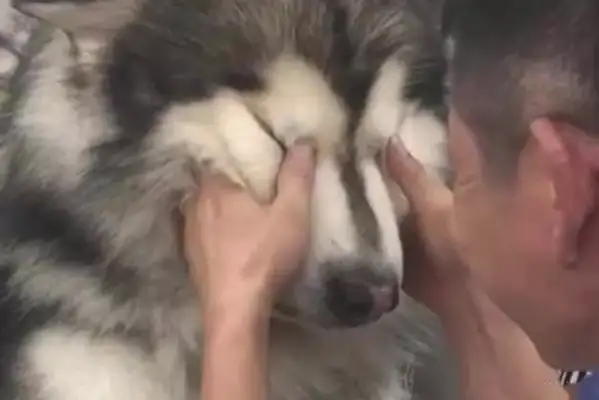 More than a hundred pounds of big dogs were yelled at by Chihuahuas, crying like little children, and the master cried and cried