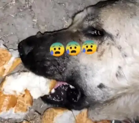 The dog's mouth was full of bread, and the master thought he was poisoned