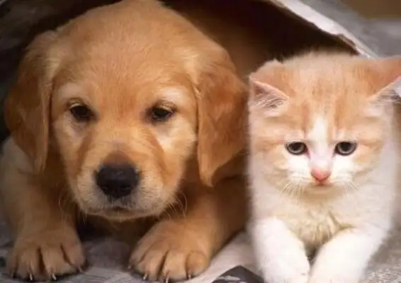 Dogs and cats