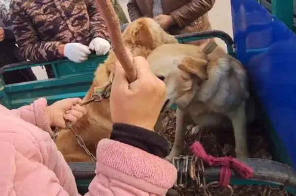 1150, kids buy dog hairs that their parents hate to eat much more and get in the car