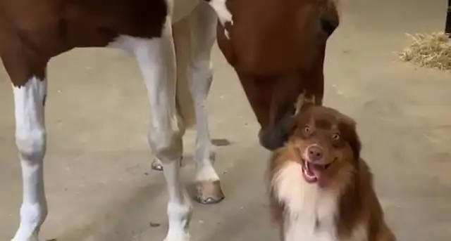 He's a good friend of himself and the horses, and the sheepdogs enjoy horse-carrying every day