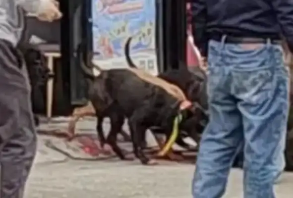 The boar stormed into the lottery and was subdued by five hounds: less than half an hour before the boar was bitten to death