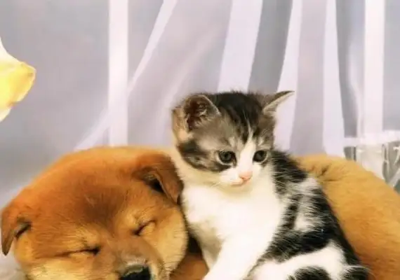 Dogs and cats