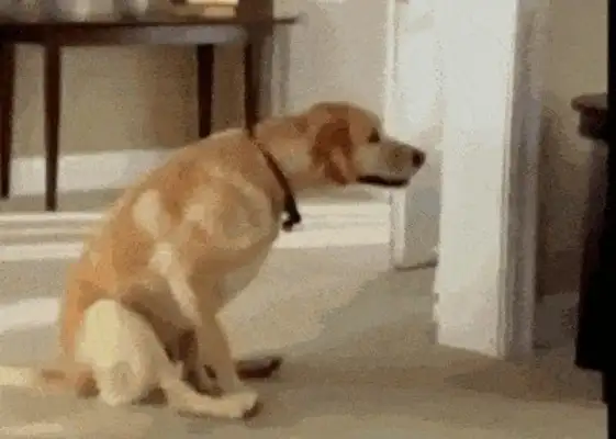 Why is the dog running