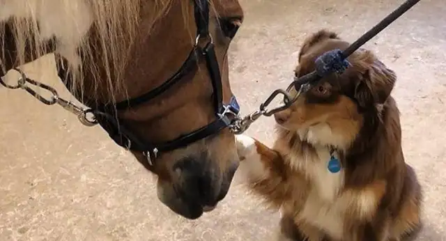 He's a good friend of himself and the horses, and the sheepdogs enjoy horse-carrying every day