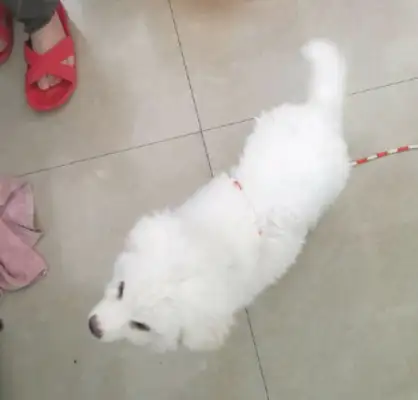 After the master threw the dog off the bus, the little guy went after it for so long