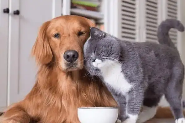 Dogs and cats