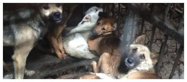 800 bucks for firewood and 500 bucks for puppet cats