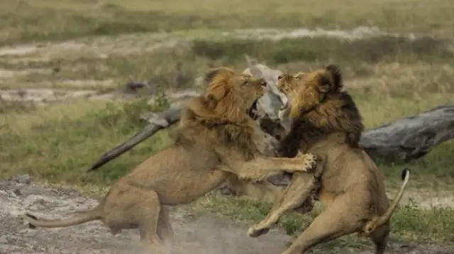Who the hell is a dozen hyenas and a lion? A great battle of dogs and lions for you