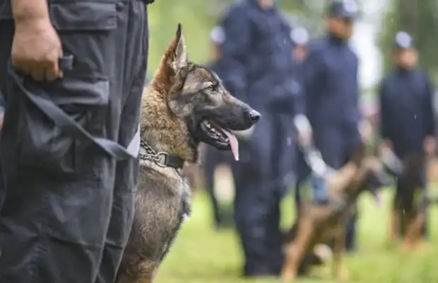 The first police officer was equipped with a replica of his dog, Koon-hoon, who became a “national civil servant” through training and announced his new service