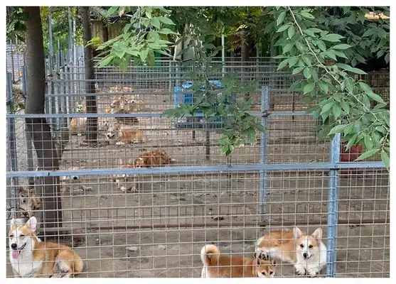 800 bucks for firewood and 500 bucks for puppet cats