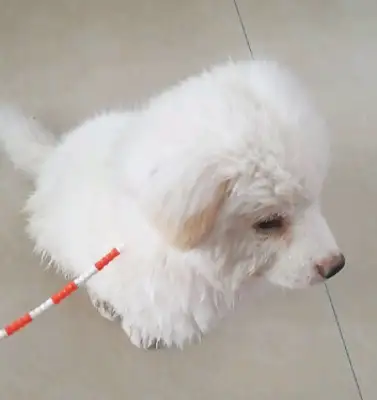 After the master threw the dog off the bus, the little guy went after it for so long
