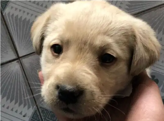 The little stray dog was left by the owner on the snack street