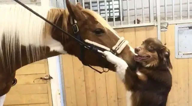 He's a good friend of himself and the horses, and the sheepdogs enjoy horse-carrying every day