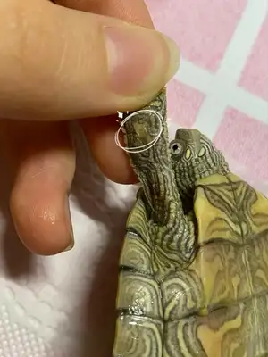 What about turtles? Let's talk about a simple and conservative approach