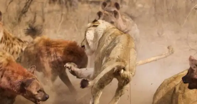 Who the hell is a dozen hyenas and a lion? A great battle of dogs and lions for you