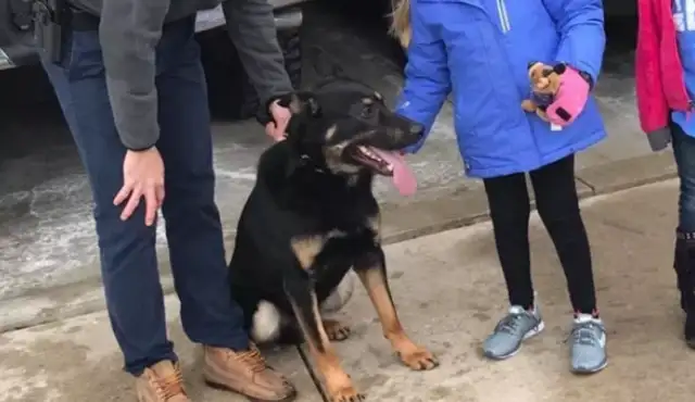 There's more than 40 dogs at the door and a lot of cops coming for a girl