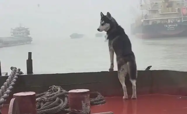 The master sails with two-hundreds, and the dogs stand on the bow and look far away