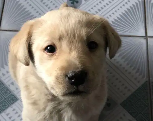 The little stray dog was left by the owner on the snack street
