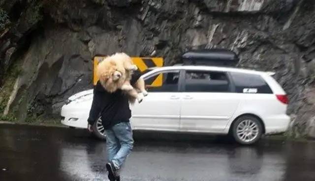 Get in the car. 41 kilos of pine lions are carried by Dad