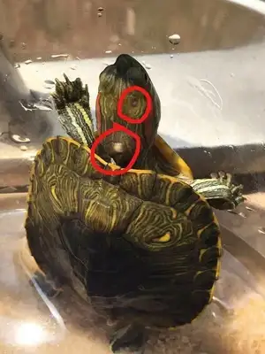 What about turtles? Let's talk about a simple and conservative approach
