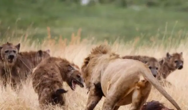 Who the hell is a dozen hyenas and a lion? A great battle of dogs and lions for you