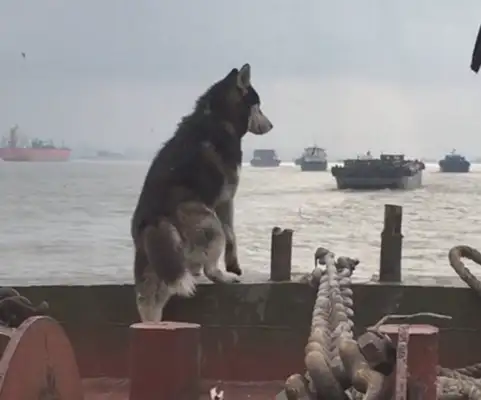 The master sails with two-hundreds, and the dogs stand on the bow and look far away