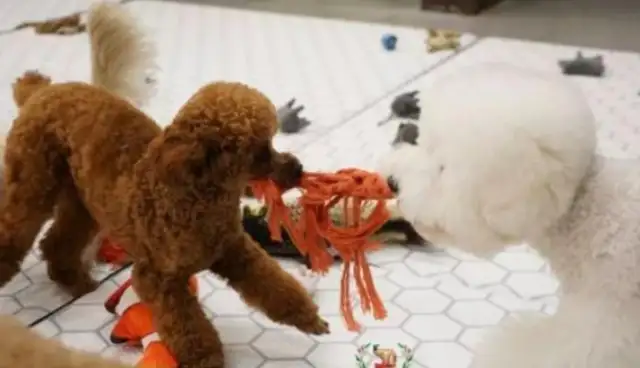 It's a nursery school for dogs
