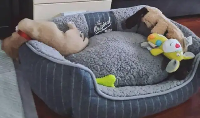 The master bought a big dog's nest, but the dog sleeps outside