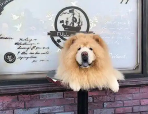 Get in the car. 41 kilos of pine lions are carried by Dad