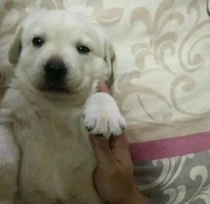 I found the dog and gave it to the police