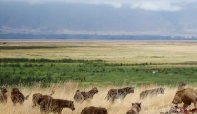 Who the hell is a dozen hyenas and a lion? A great battle of dogs and lions for you