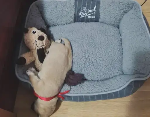 The master bought a big dog's nest, but the dog sleeps outside