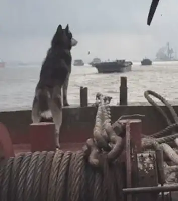 The master sails with two-hundreds, and the dogs stand on the bow and look far away