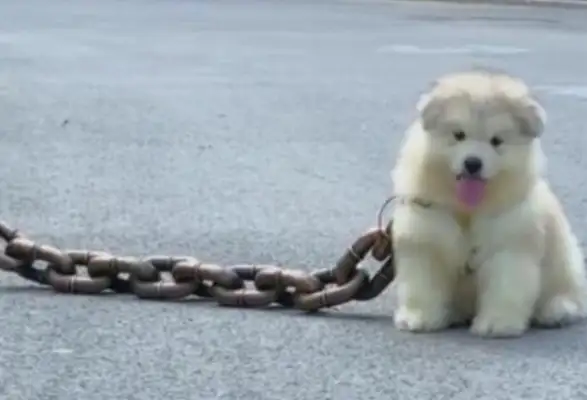 The master used a very thin chain to tie the dog and took it out