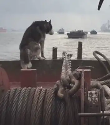 The master sails with two-hundreds, and the dogs stand on the bow and look far away