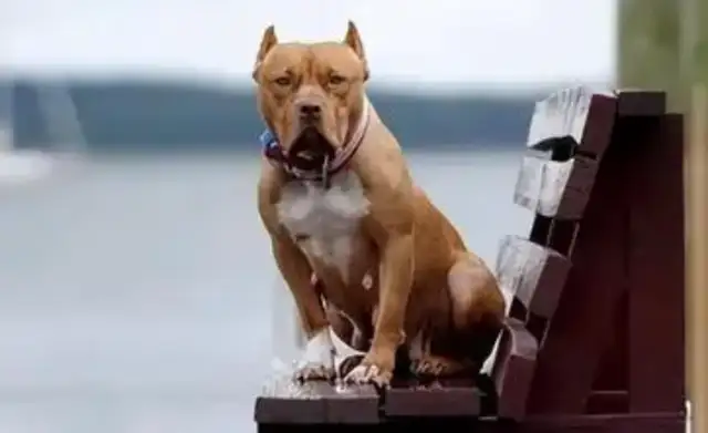 Two young children in the United States were torn to death by their own dogs, their pets were emotional, and the bottom line could not be touched